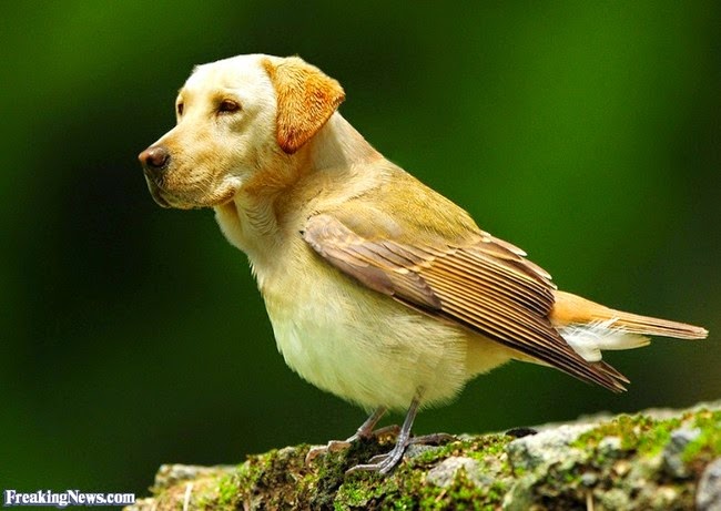 k%C3%B6pekler ku%C5%9Flar rooteto14